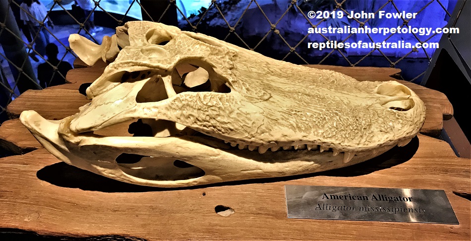 American Alligator Alligator mississippiensis skull 